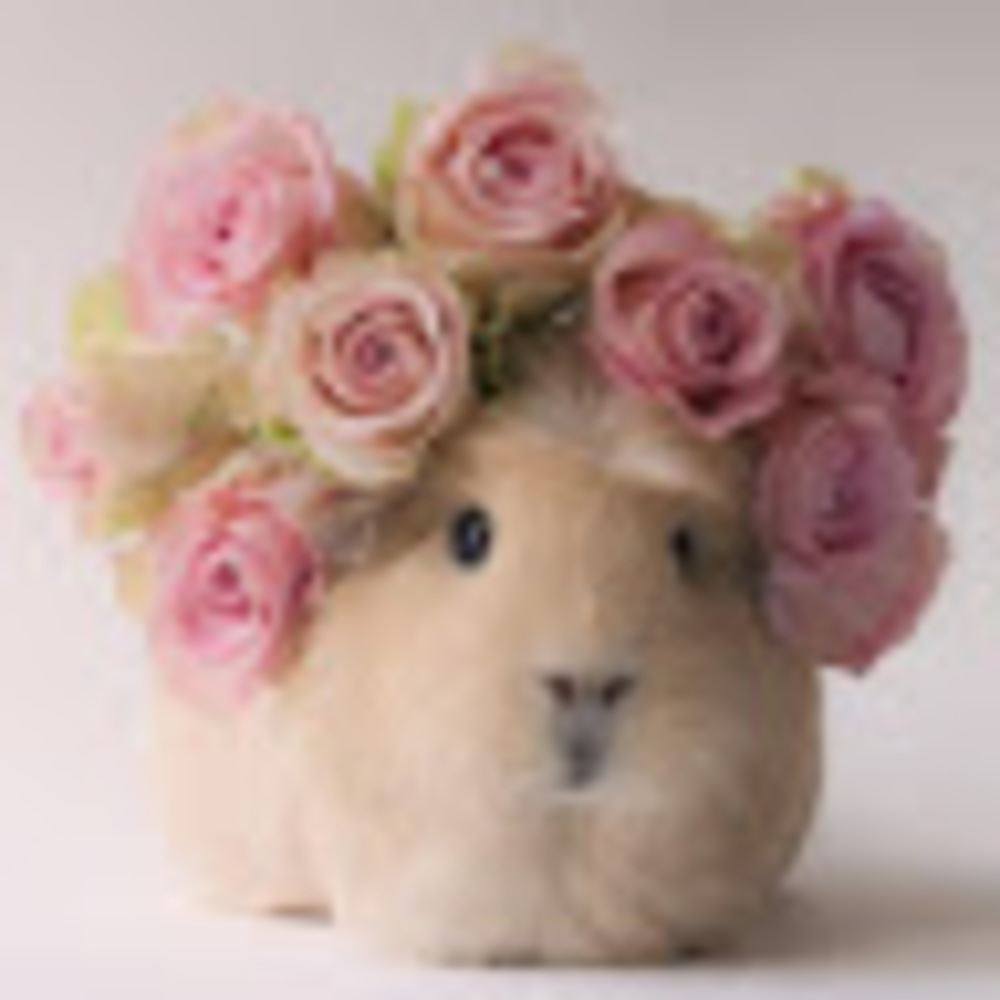 Meet your Posher, Elizabeth